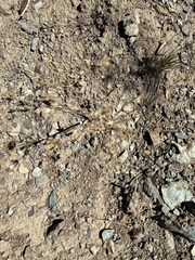 Lomatium nudicaule