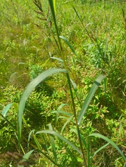 Echinochloa muricata
