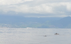 Mesoplodon europaeus