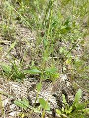 Veronica spicata