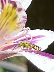 Agapostemon virescens