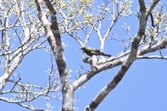 Thraupis palmarum