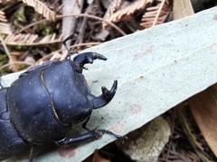 Dorcus parallelipipedus
