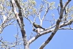 Thraupis palmarum