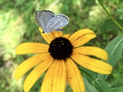 Celastrina