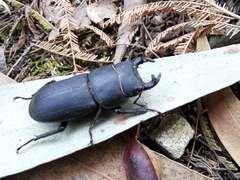 Dorcus parallelipipedus