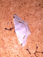 Sericoptera mahometaria