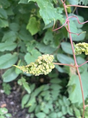 Daktulosphaira vitifoliae