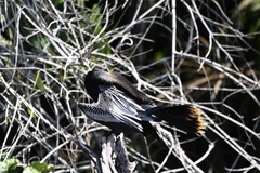 Anhinga anhinga