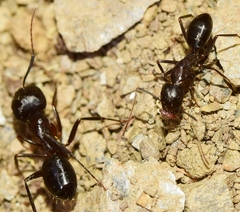 Camponotus sylvaticus