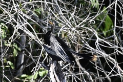 Anhinga anhinga