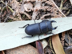 Dorcus parallelipipedus