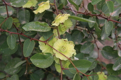 Paliurus spina-christi