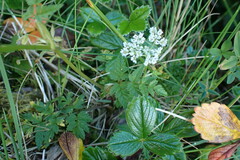 Conioselinum gmelinii