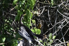 Anhinga anhinga