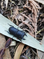 Dorcus parallelipipedus