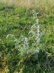 Artemisia maritima