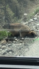 Marmota marmota