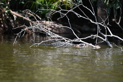 Melanosuchus niger