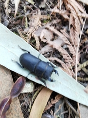 Dorcus parallelipipedus