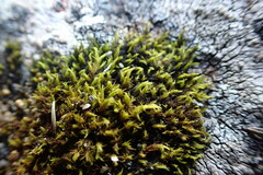 Grimmiaceae