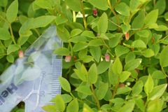 Vaccinium cespitosum