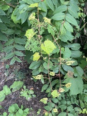 Daktulosphaira vitifoliae