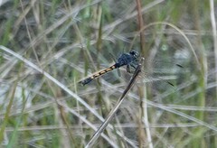 Erythrodiplax berenice