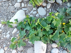 Cucumis melo