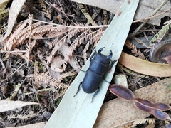 Dorcus parallelipipedus