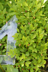 Vaccinium cespitosum