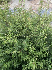 Prunus armeniaca