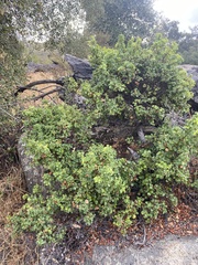 Prunus ilicifolia