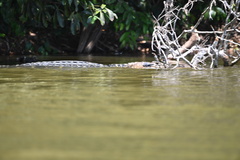 Melanosuchus niger