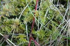 Kindbergia oregana