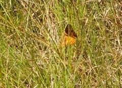 Euptoieta claudia