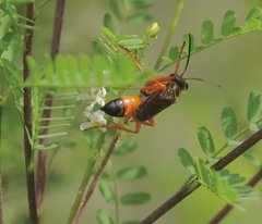 Sphex ichneumoneus