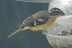 Pheucticus ludovicianus