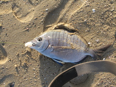 Diplodus capensis
