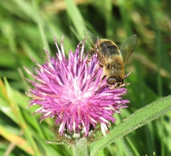 Eristalis tenax
