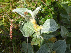 Salix lapponum