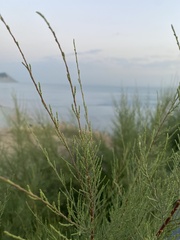 Tamarix ramosissima