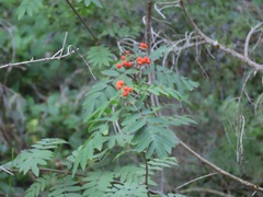 Sorbus