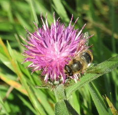 Eristalis tenax