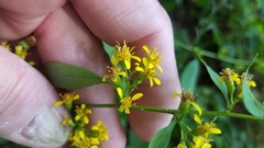 Solidago flexicaulis