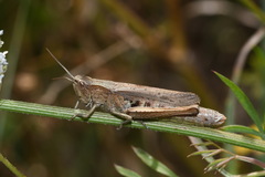Chorthippus dorsatus