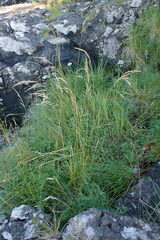 Deschampsia cespitosa