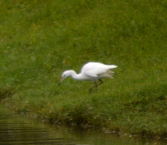 Egretta rufescens