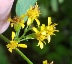 Solidago flexicaulis