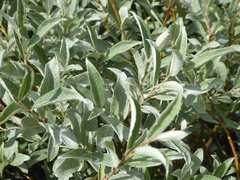 Salix lapponum